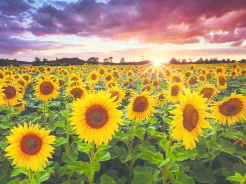 Fas Tarım Ayçiçek Gübrelemesi