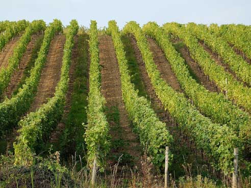 Fas Tarım Bağ Gübrelemesi