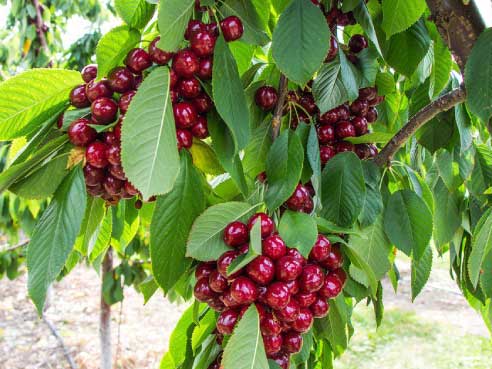 Fas Tarım Kiraz Gübrelemesi