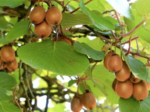 Fas Tarım Kivi Gübrelemesi