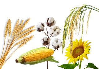 Tarla bitkileri gübreleme programı